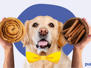 dog in the middle with two hands holding a cinnamon bun and a bowl of cinnamon sticks