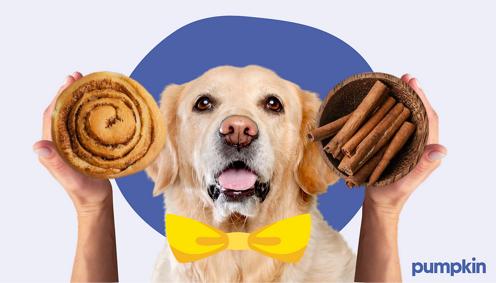 Can Dogs Have Cinnamon? And What About Cinnamon Rolls?