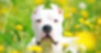 Dogo Argentino