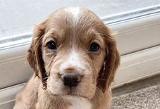 Cocker Spaniel