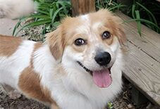 Shetland Sheepdog
Pembroke Welsh Corgi