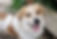 Shetland Sheepdog
Pembroke Welsh Corgi