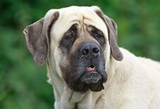 mastiff
