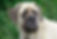 mastiff