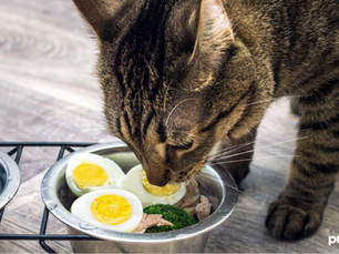cat eating eggs