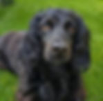 cocker spaniel
