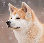 hokkaido