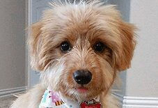 Dachshund
Poodle