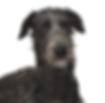 Irish Wolfhound