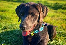 Weimaraner
Labrador Retriever