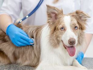 dog being checked by a medical professional