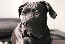 Cane Corso
Alapaha Blue Blood Bulldog