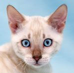Seal Lynx Point
Tabby