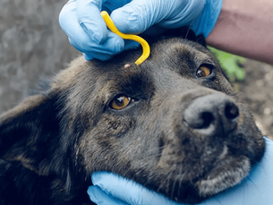 dogs face getting a ticked removed