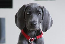 Weimaraner puppy
