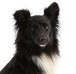 shetland sheept dog