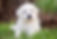 great pyranees puppy