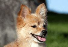 Pomeranian
Yorkie
