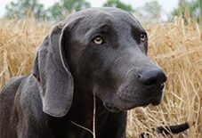 Weimaraner