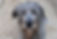 Puppy irish wolfhound