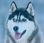 husky