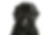 Portuguese Water Dog