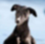 whippet