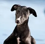 whippet