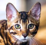 Brown Spotted
Tabby