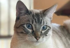 Siamese &
Snowshoe