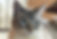 Siamese &
Snowshoe