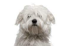 coton de tulear