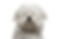 coton de tulear