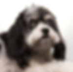 cavapoo