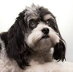 cavapoo