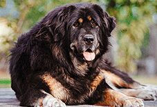 tibetian mastiff