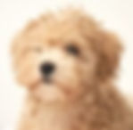 Maltipoo