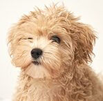 Maltipoo
