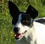 rat terrier