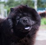 chow chow