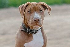 American Pit Bull Terrier