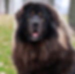 tibetian mastiff