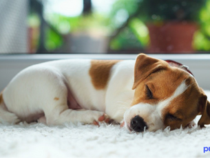 puppy sleeping on a soft blanket