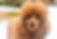 Poodle