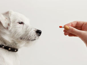 white dog being given a pill by a human hand