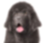 newfoundland