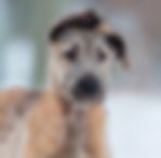 Irish Wolfhound