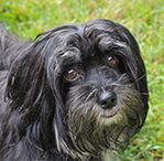 havanese