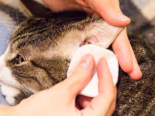 cat getting its ears cleaned