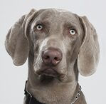 Weimaraner